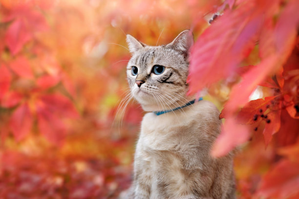 一个混合品种的猫的头部肖像对秋天的背景图片下载