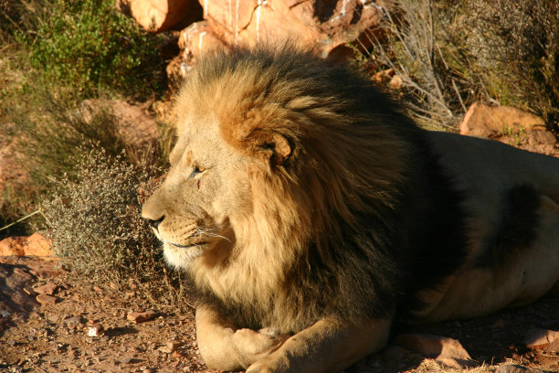 雄狮神情忧郁图片下载