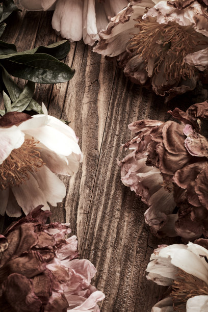 牡丹年份背景图片下载