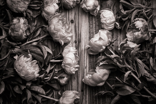 牡丹年份背景图片下载