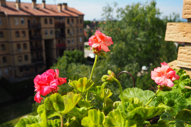 窗台上粉红色的带状天竺葵。天竺葵是天竺葵属植物中的一种，俗称大天竺葵。陇牛儿苗科或起重机的法案。绿色的树叶图片下载