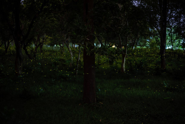 萤火虫在森林里飞舞。夜晚灌木丛里的萤火虫图片下载