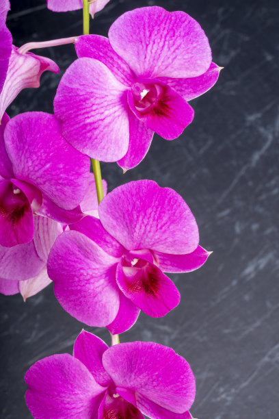 粉色兰花在黑色的纹理背景，盛开的兰花在黑色的背景。图片下载