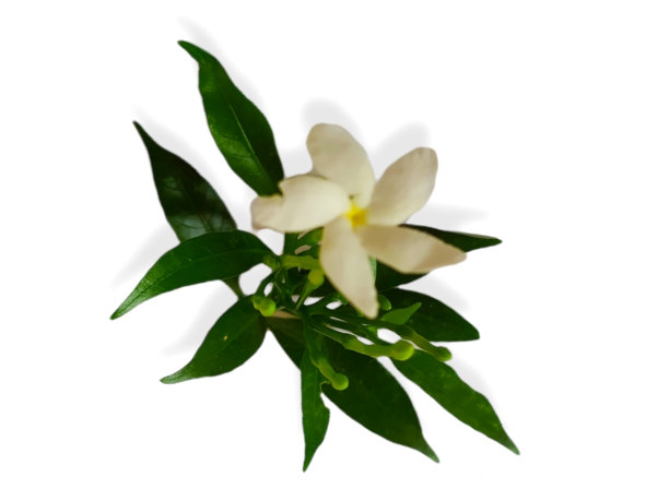 白色的茉莉花图片下载