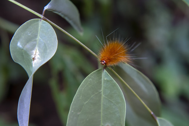 虫子，红色的皮毛长在绿色的叶子上图片下载