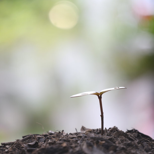 小绿树发芽了图片下载