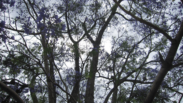 蓝花楹含羞草植物的开花分支与蓝天背景。图片下载