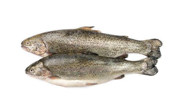 生鲑鱼孤立图片下载