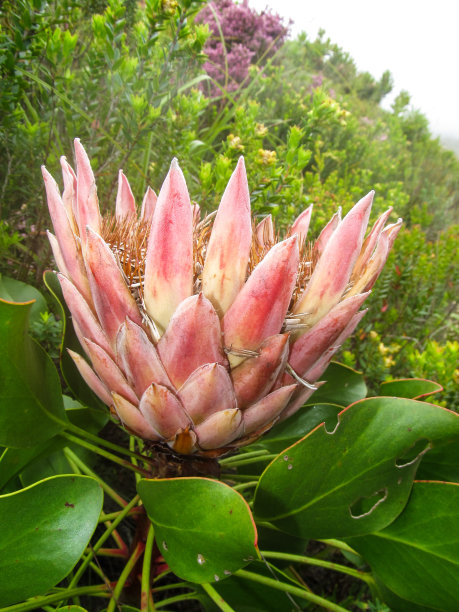 普罗蒂女王的花开始变成种子图片下载