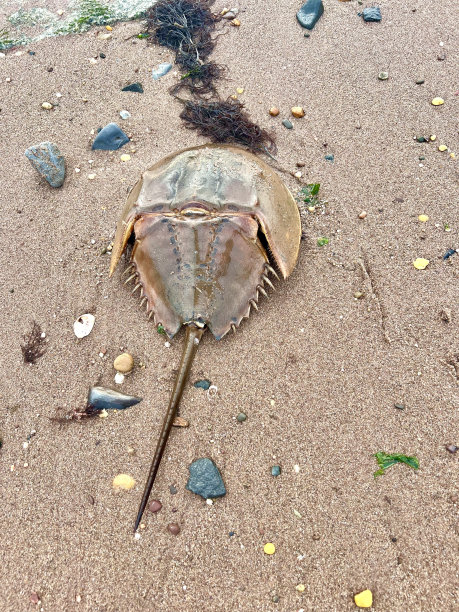 马蹄蟹图片下载