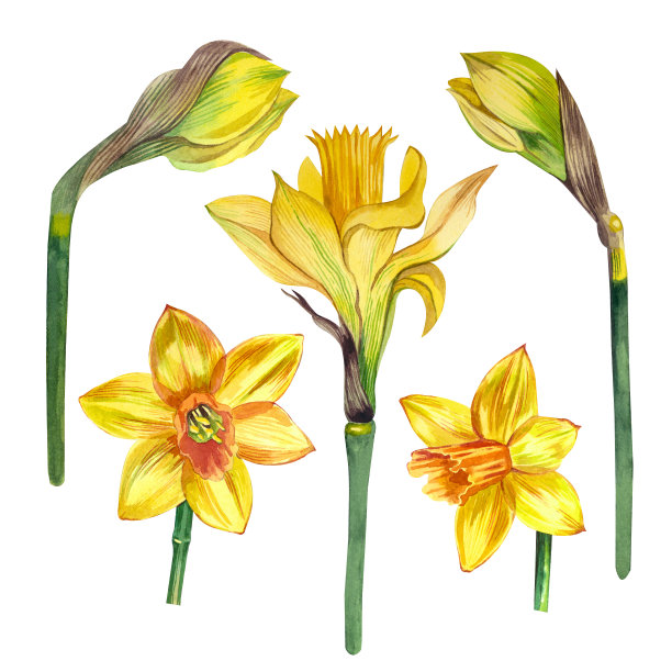 一组水彩元素，用水彩手绘的黄色水仙花，孤立在白色背景上。图片下载