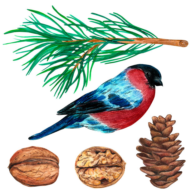 胡桃木，青云杉枝具球果，红腹灰雀。水彩孤立在白色背景，伟大的设计，任何目的。图片下载