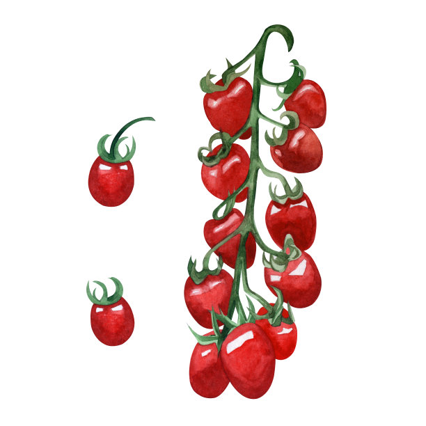手绘水彩红樱桃番茄与绿色的小枝，孤立在白色的背景。图片下载