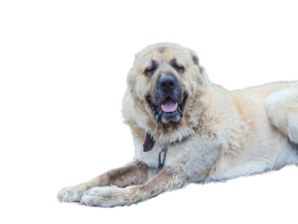 用于放羊的狗。牧羊犬图片下载