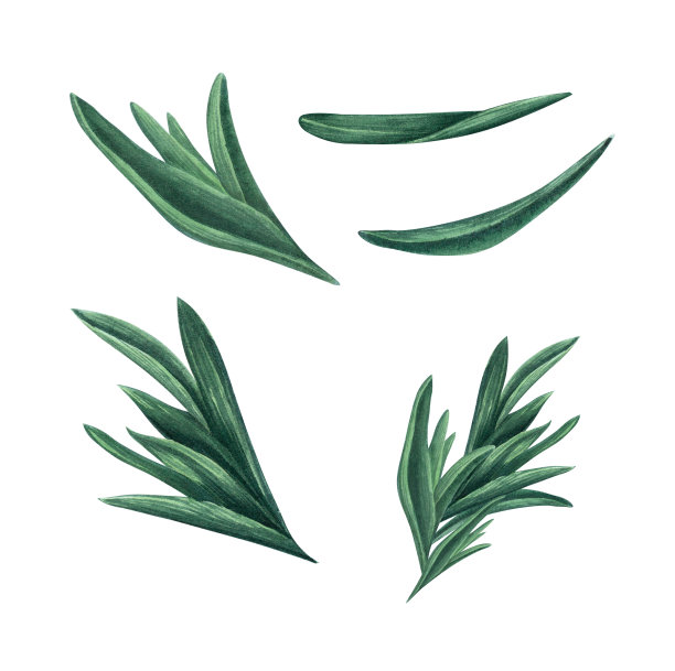 一串绿色的树枝和迷迭香叶子。孤立在白色背景上的水彩插图。图片下载