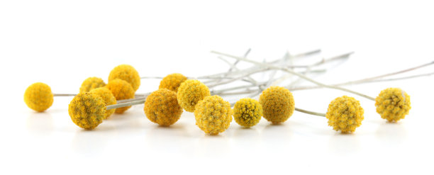 在白色背景上孤立的花蕨。图片下载