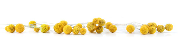 在白色背景上孤立的花蕨。图片下载