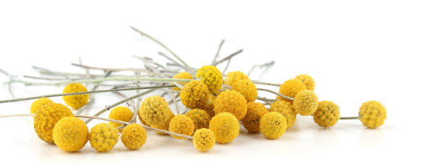 在白色背景上孤立的花蕨。图片下载