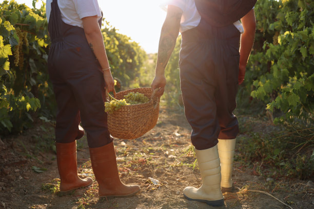 一对快乐的农夫在他们的葡萄园里采摘葡萄图片下载