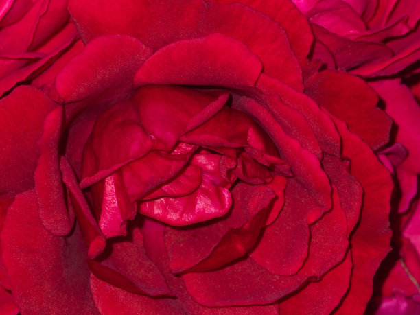 红玫瑰花宏。红色花卉宏观背景。图片下载