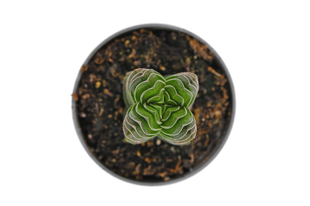 “克拉苏拉佛寺”盆栽肉质植物的俯视图图片下载