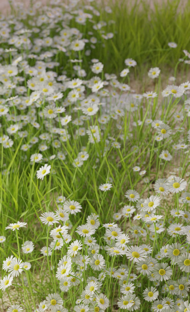 绿草如茵，白花盛开图片下载
