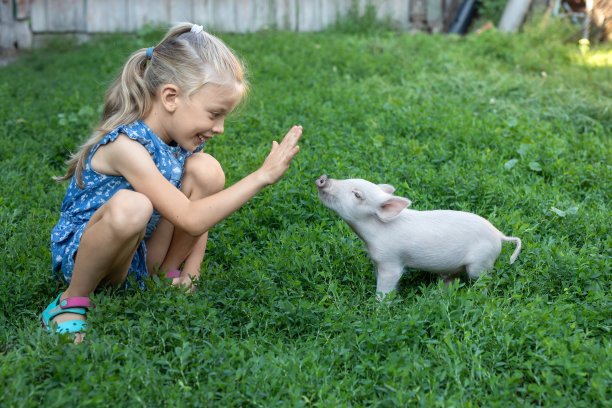 一个小女孩在房子的院子里和一头猪玩耍。孩子们照顾宠物。图片下载