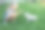一个小女孩在房子的院子里和一头猪玩耍。孩子们照顾宠物。图片下载