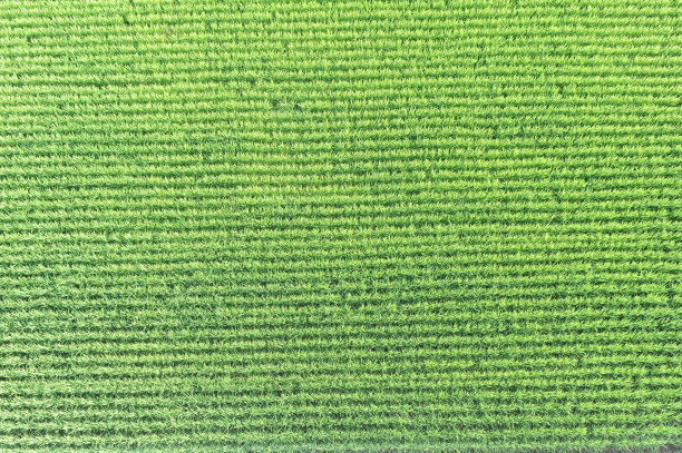 日本夏季绿油油的稻田和稻田有规律的几何图案图片下载