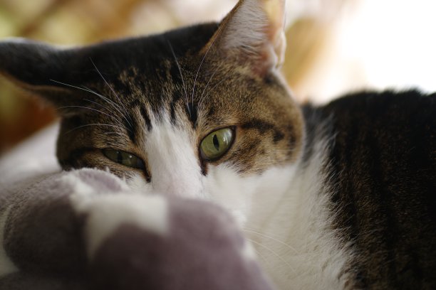 盯着猫图片下载