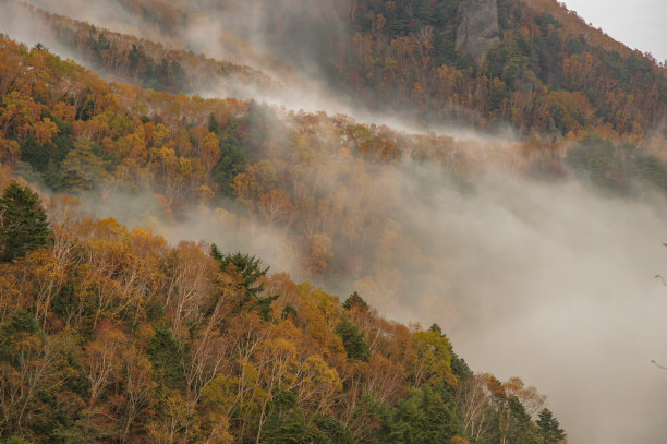 秋叶云海图片下载