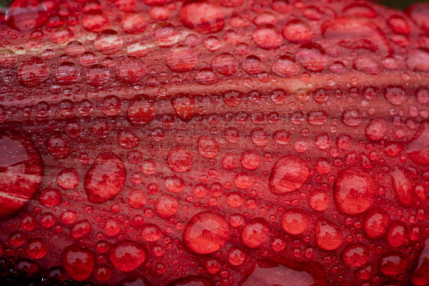 花瓣被雨水淋湿图片下载