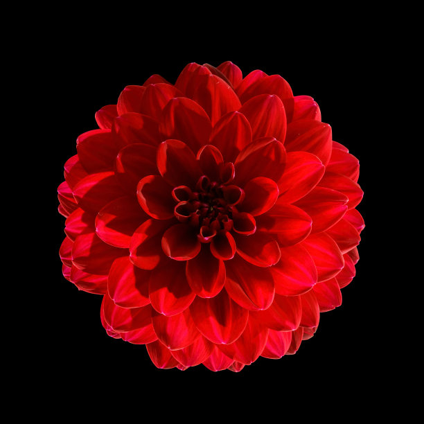 大红大丽花封闭孤立与修剪路径图片下载