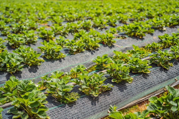 蔬菜园中有草莓幼苗的苗床图片下载