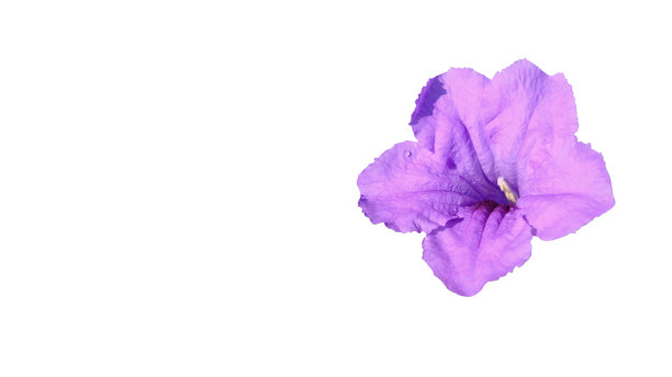 美丽的紫色花孤立在白色背景图片下载