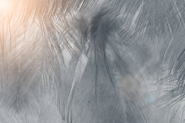 美丽的黑色羽毛图案纹理背景与橙色光耀斑图片下载