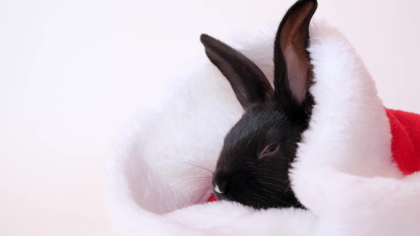 小黑兔躺在红色的圣诞老人帽子上，孤立在白色的背景下。野兔是东历2023年的象征。圣诞和新年的节日礼物。视频4 k图片下载