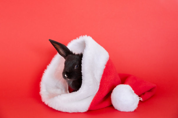 小黑兔躺在红色的圣诞老人帽子上，孤立在红色的背景上。野兔是东历2023年的象征。圣诞和新年的节日礼物。副本的空间。卡图片下载