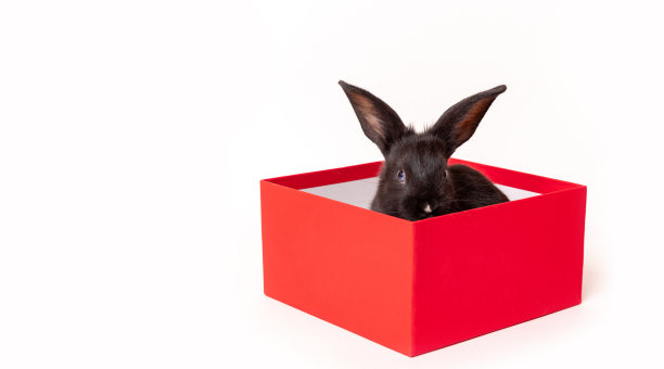 小黑兔坐在一个白色背景的红色礼品盒里。根据中国的十二生肖，兔子是2023年的象征。圣诞和新年的节日礼物。明信片图片下载