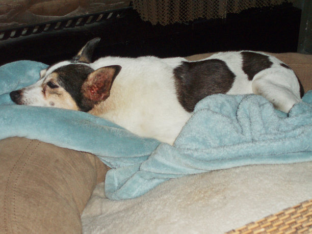 睡在毯子上的老鼠梗图片下载