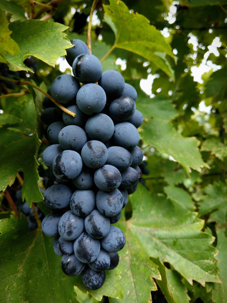 蓝葡萄对藤蔓特写图片下载
