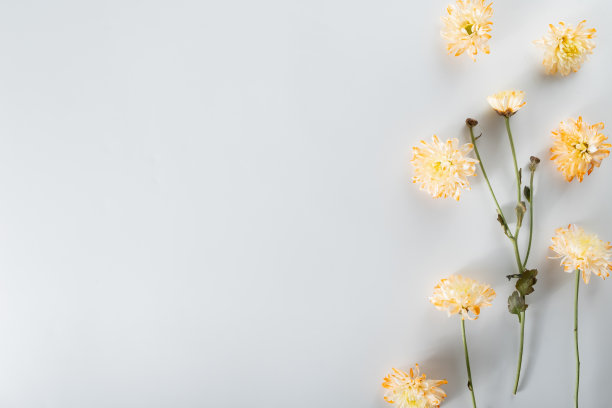 菊花和切花组成。由各种黄色或橙色的花朵和绿叶在白色的背景制成的图案和框架。平面布局，俯视图，复制空间，春天，夏天的概念。图片下载