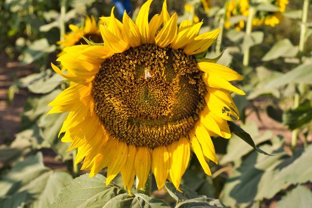 堪萨斯州劳伦斯附近的大向日葵田图片下载