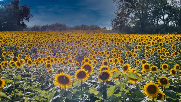 堪萨斯州劳伦斯附近的大向日葵田图片下载