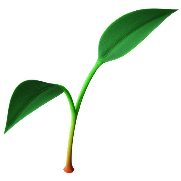 逼真详细的绿色植物幼苗生长。两个树叶。3 d渲染。图片下载