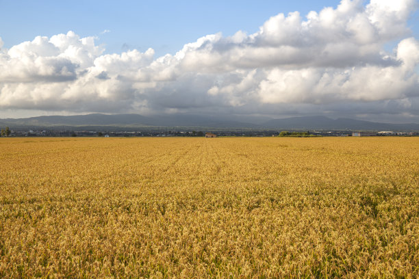 有云的稻田图片下载