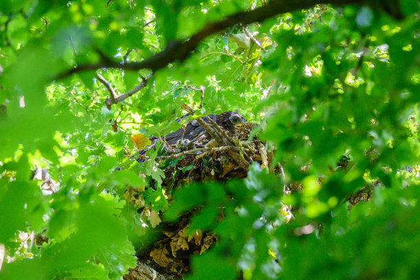野生欧洲蜂蜜秃鹰的肖像图片下载