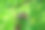 野生欧洲蜂蜜秃鹰的肖像图片下载