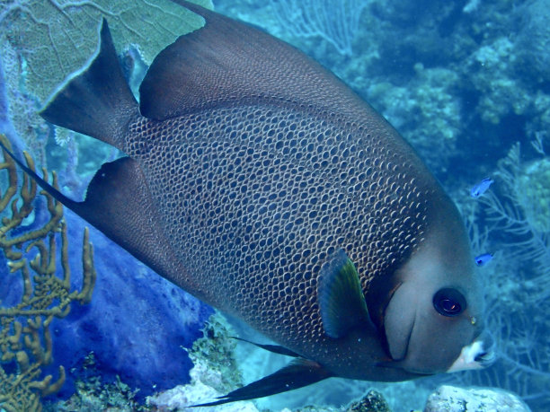 灰色的神仙鱼图片下载