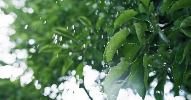 花园里的雨夏天的新鲜滴下绿叶图片下载